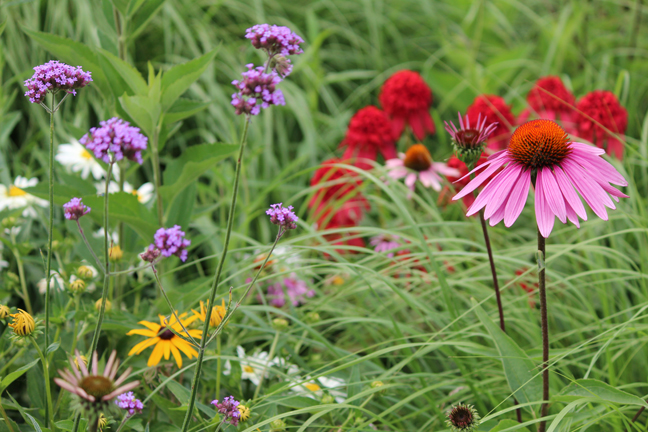 Beautiful flowers at Powell Gardens in Kansas City